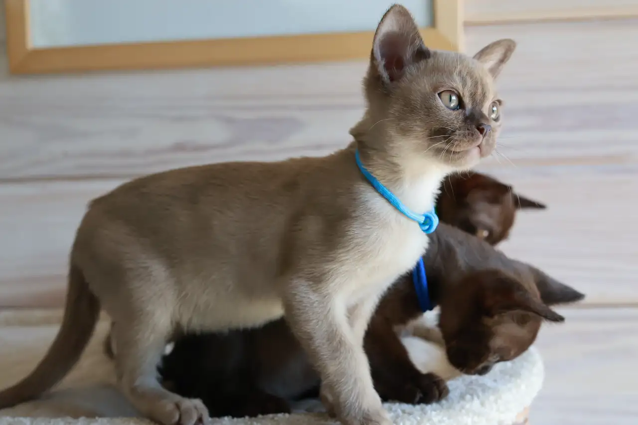 Котята Европейской бурмы, фотография 4