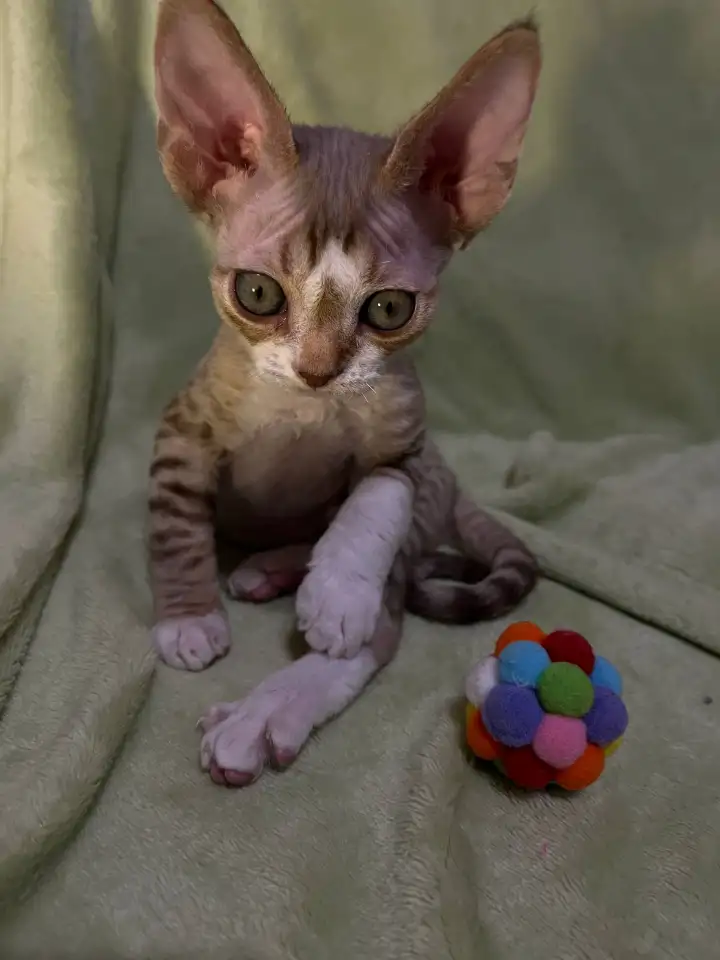 Котенок ДевонРекс, фотография 4
