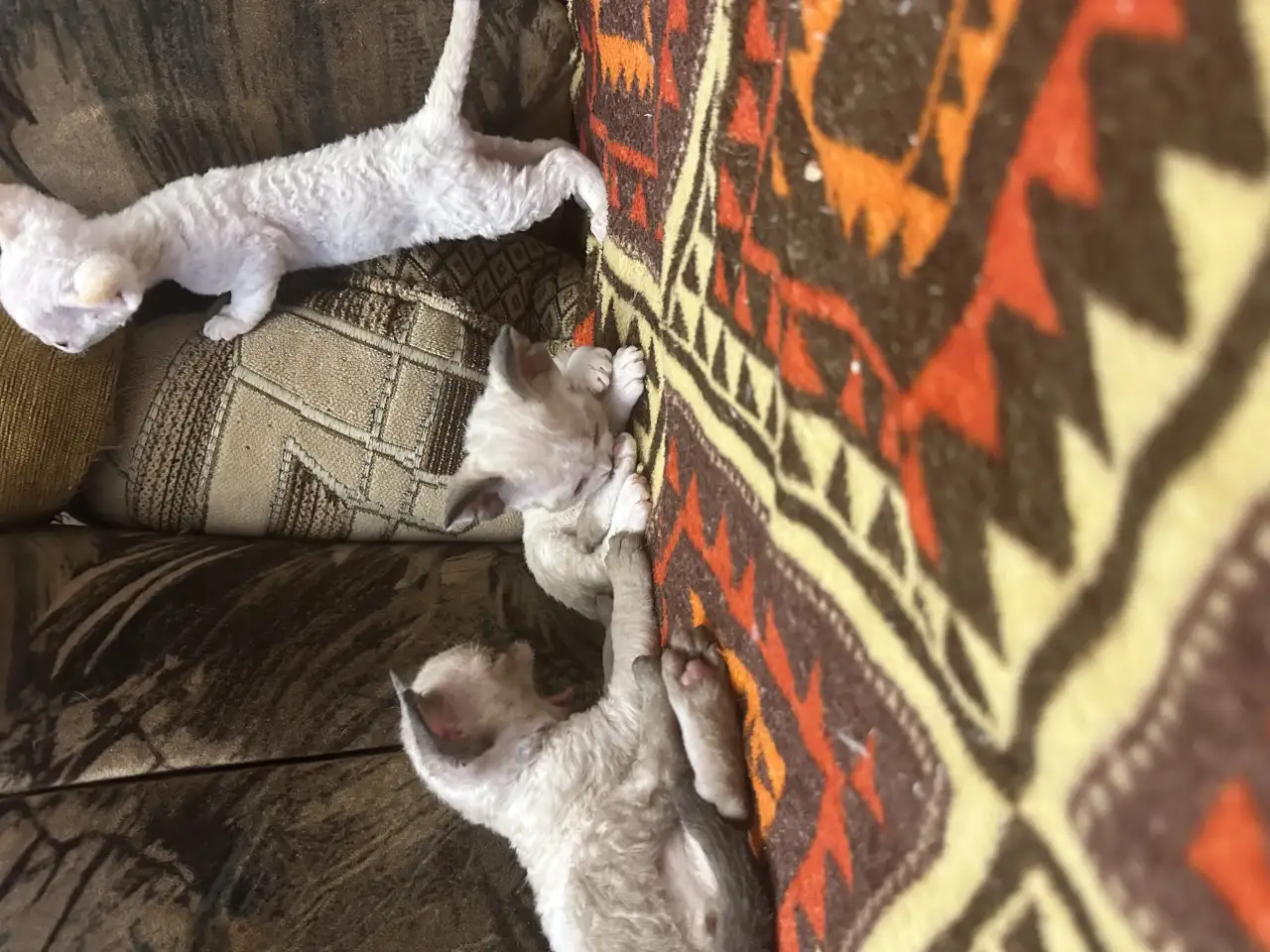 Котята Девон рекс, фотография 3