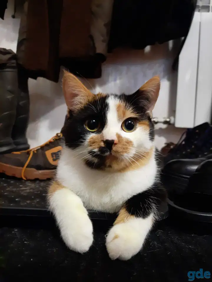 Котята, фотография 4