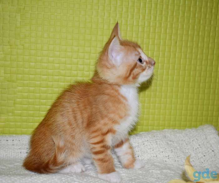 Красивейшие котята в дар!, фотография 5