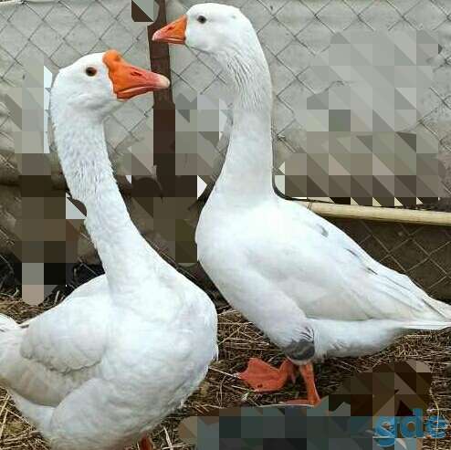 Гуси, фотография 2