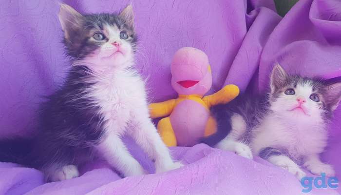 Котята бесплатно,коты., фотография 6