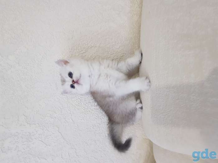 Шотландский котенок, фотография 5