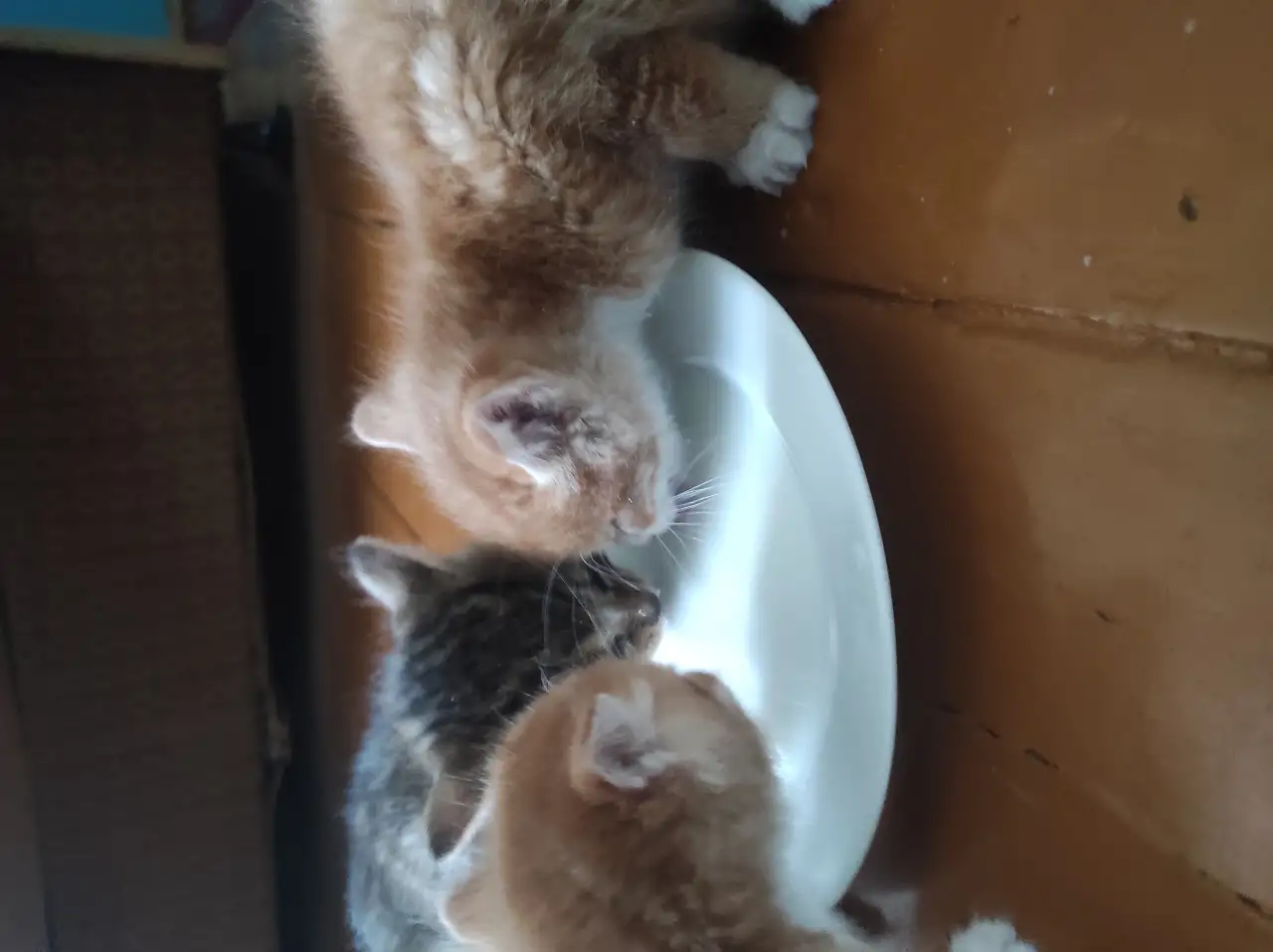 Котята. Даром. Срочно!!!, фотография 2
