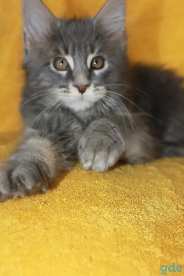 1 Котенок Мейн кун, фотография 2