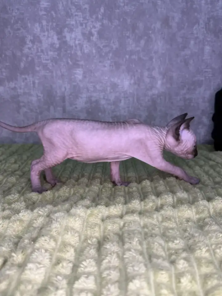 Кошечки канадского сфинкса, фотография 2