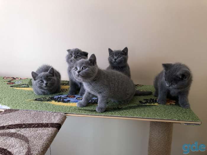 Шотландские котята, фотография 4