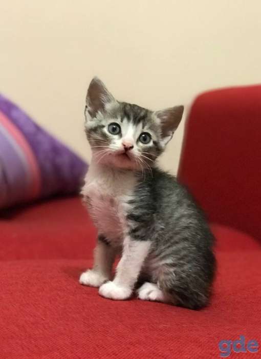 Котята в дар, фотография 2
