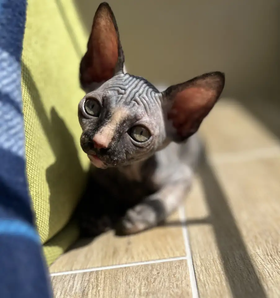 Котята канадского сфинкса, фотография 8