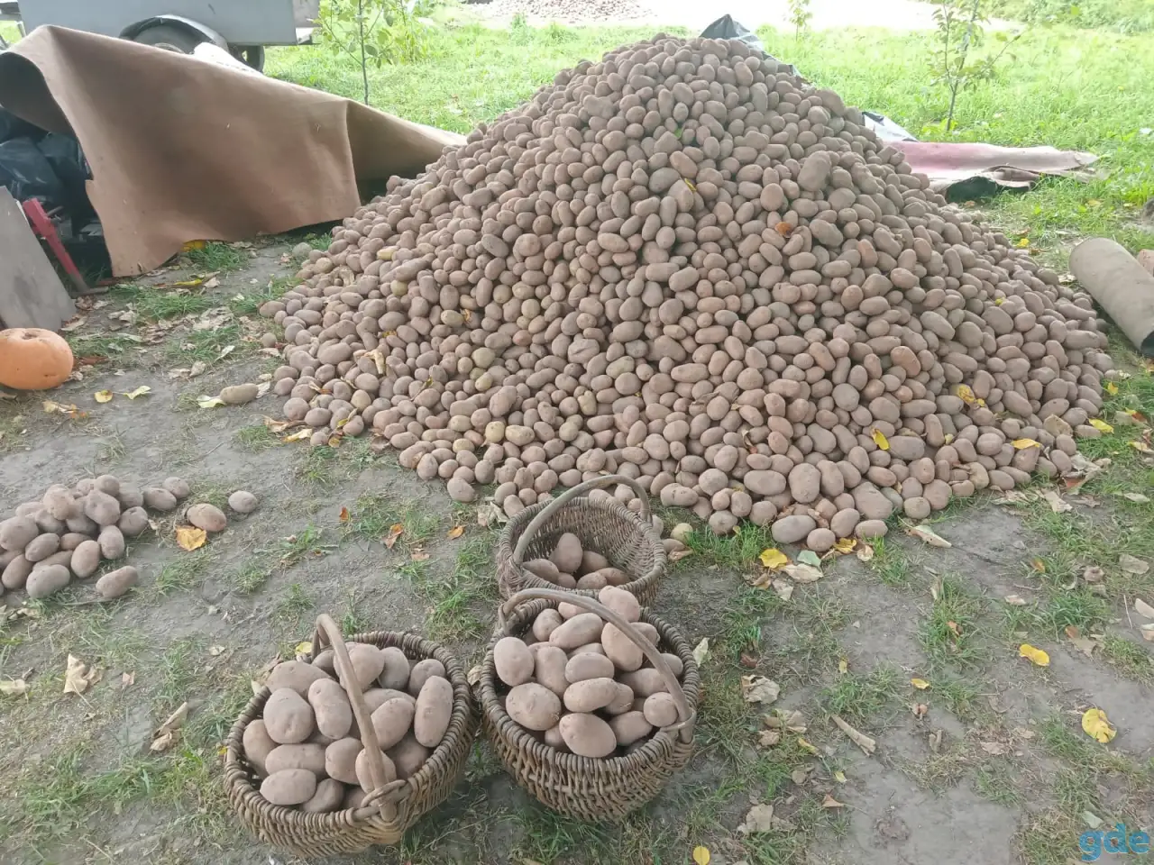 Картофель 2023 г, фотография 1