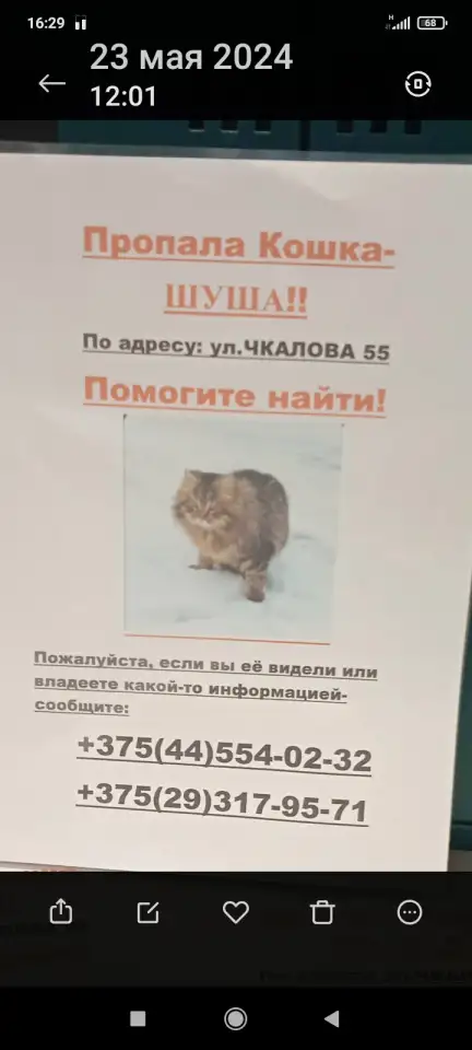Потерялась кошка, фотография 1