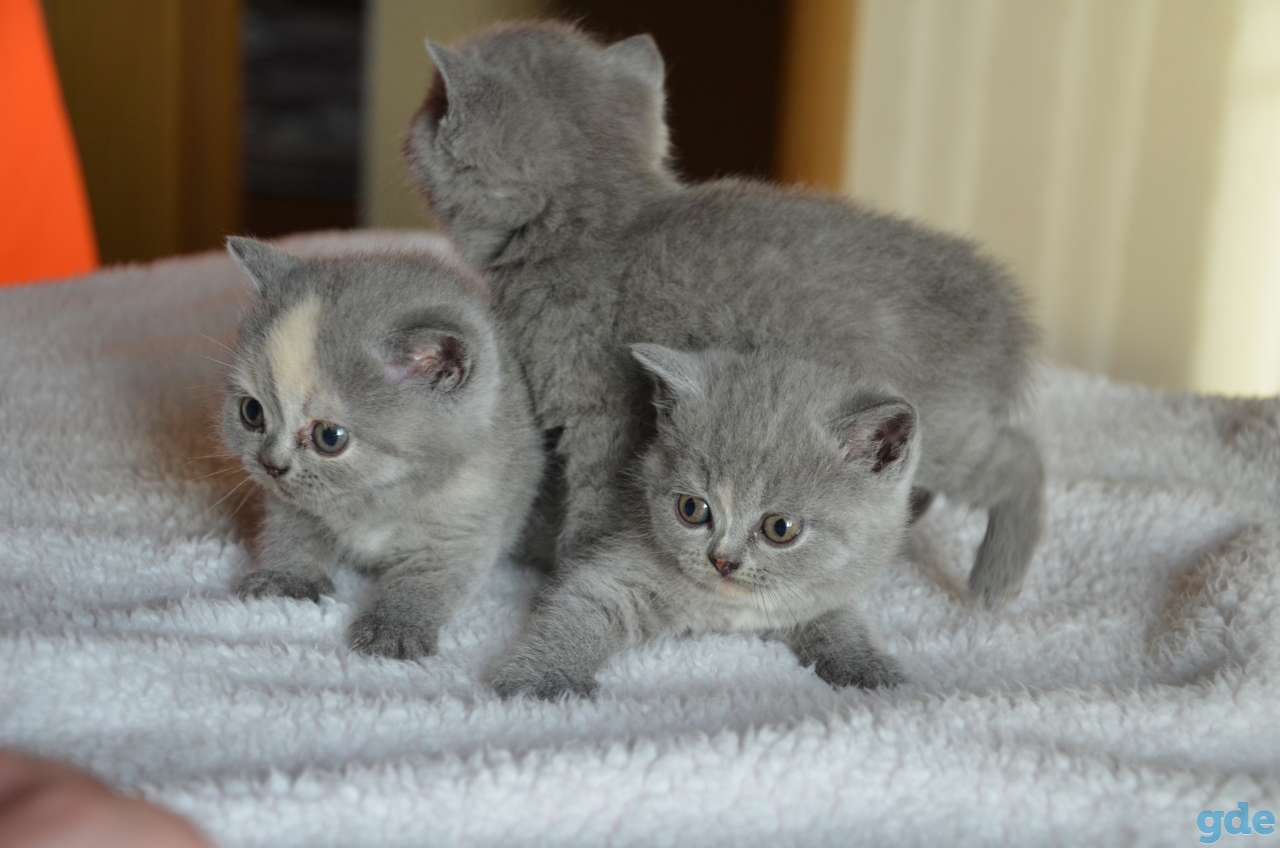 Британские котята, фотография 1