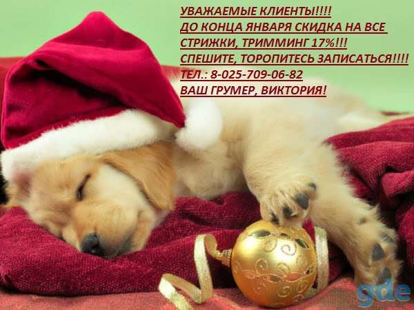 Стрижка собак в Минске, тримминг, фотография 1