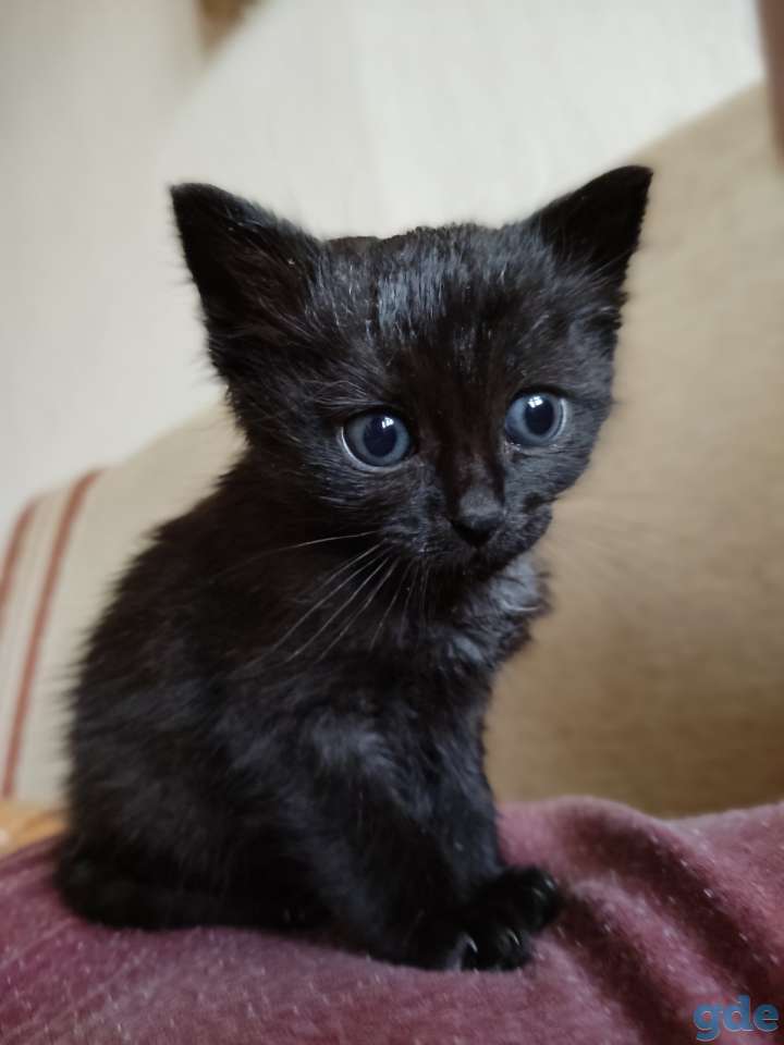 Котёнок ищет любящую семью!!!, фотография 1
