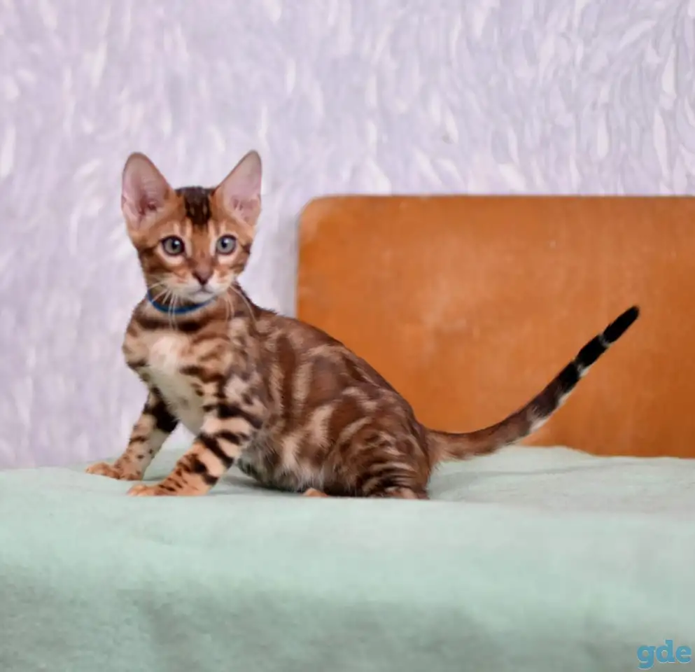 Лучшие бенгальские котята, фотография 5