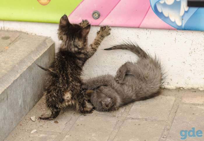 Котенок, фотография 6