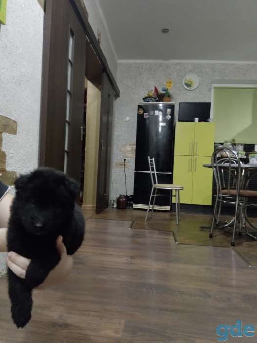 продаю щенков бельгийской овчарки грюнендаль, фотография 1