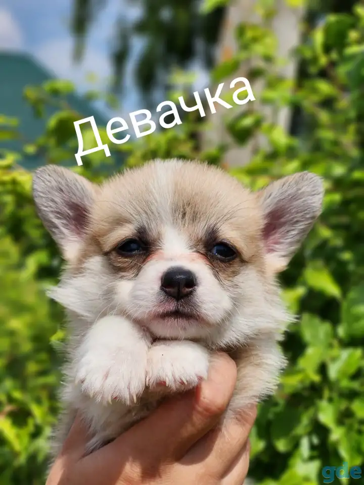 Вельш-корги пемброк., фотография 3