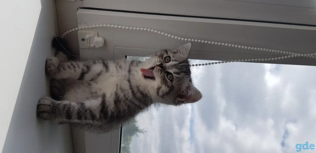 Котята шотландской короткошерстной, фотография 5