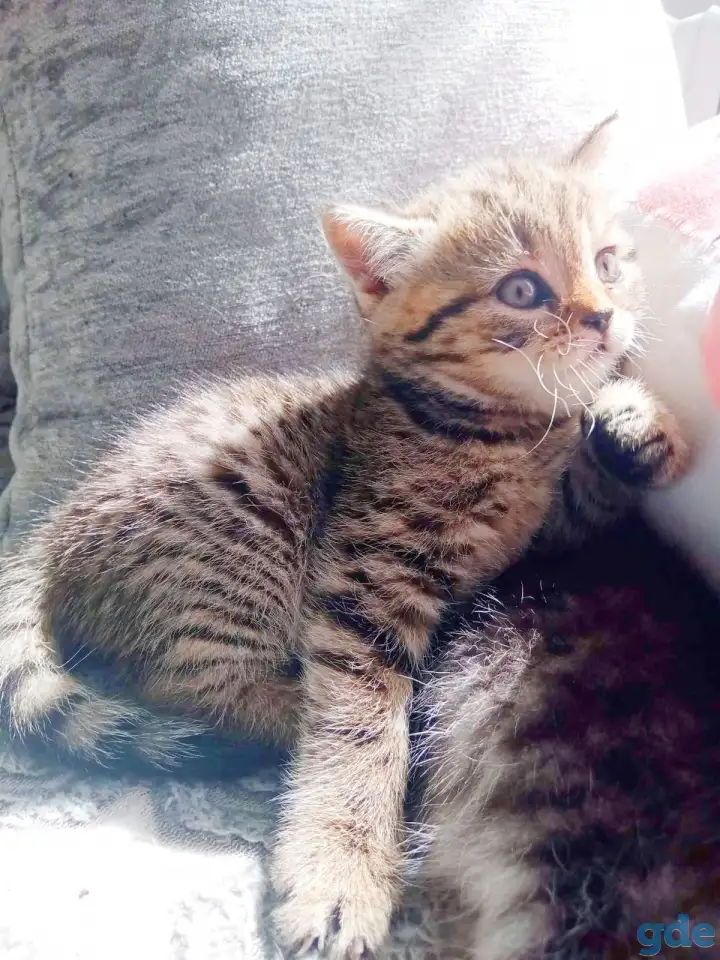 Шотландские котята, фотография 7