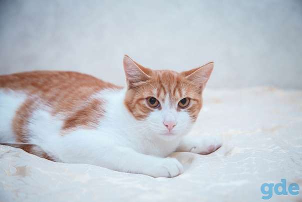 Котик ищет дом, фотография 1