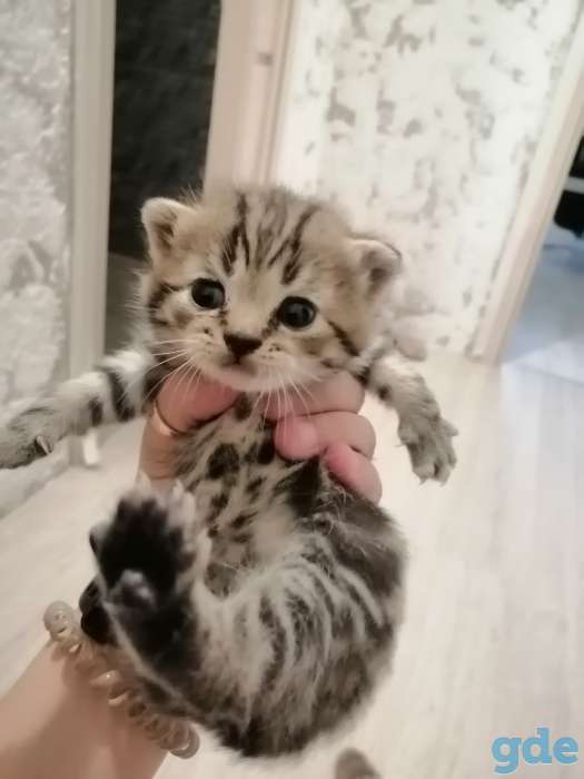 Шотландские котята, фотография 6