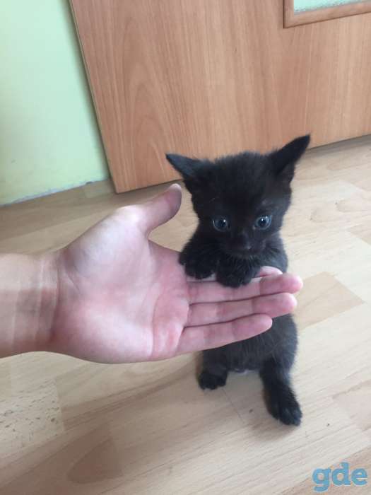 Котята в хорошие руки, фотография 4