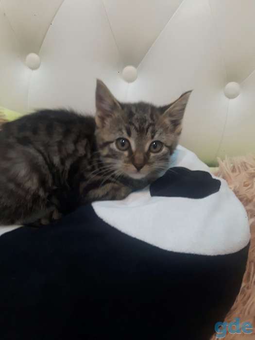 маленький котенок ищет дом, фотография 1