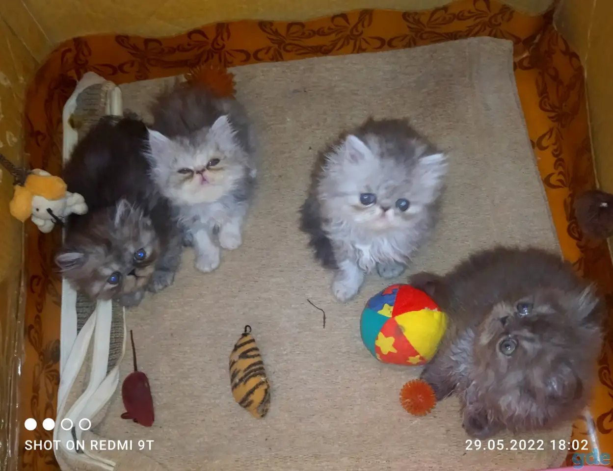 Персидские котята Экстремального типа чистокровные. Персы., фотография 7