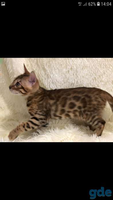 Шикарные бенгальские котята, фотография 4