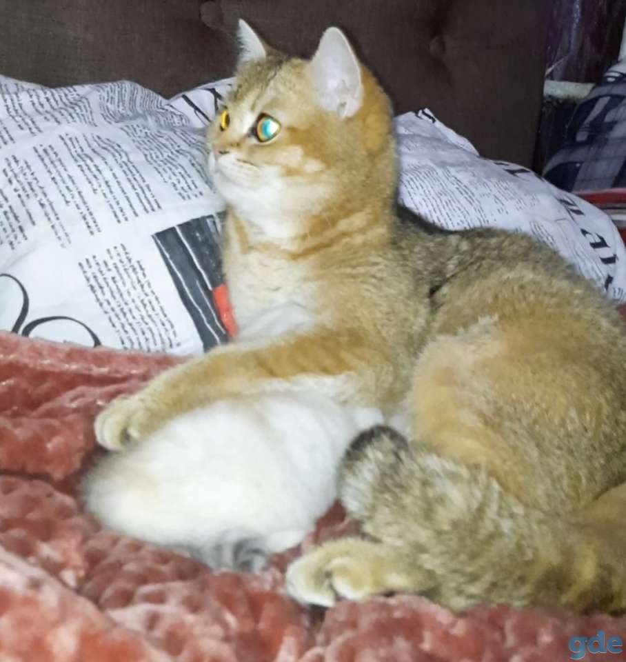 Шотландские котята, фотография 8