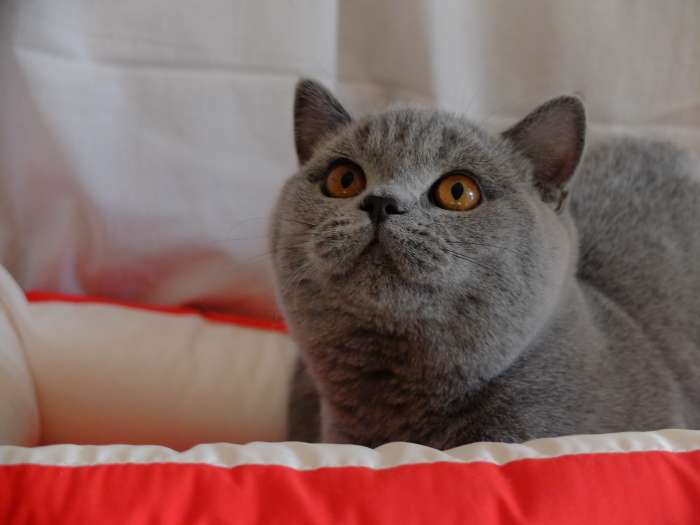 Британские  котята, фотография 2