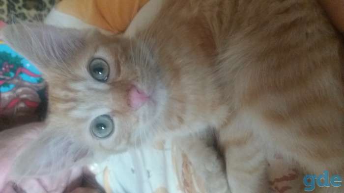 Котята, фотография 3