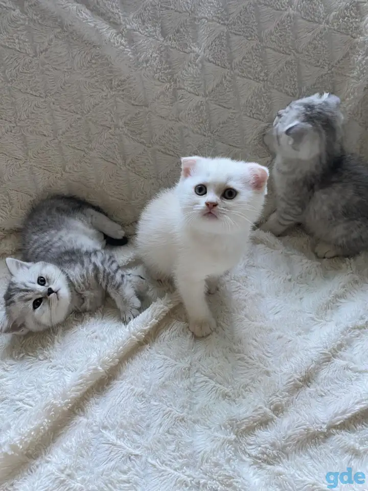 Шотландские милашки, фотография 15