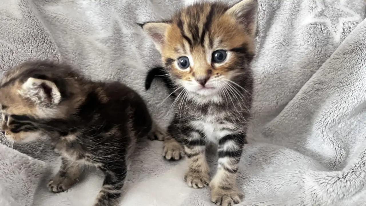 Котята помесь папа Мейн-Кун мама Шотландская скоттиш-страйт, фотография 2