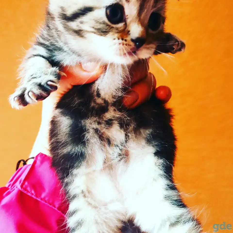 Шотландские котята, фотография 5