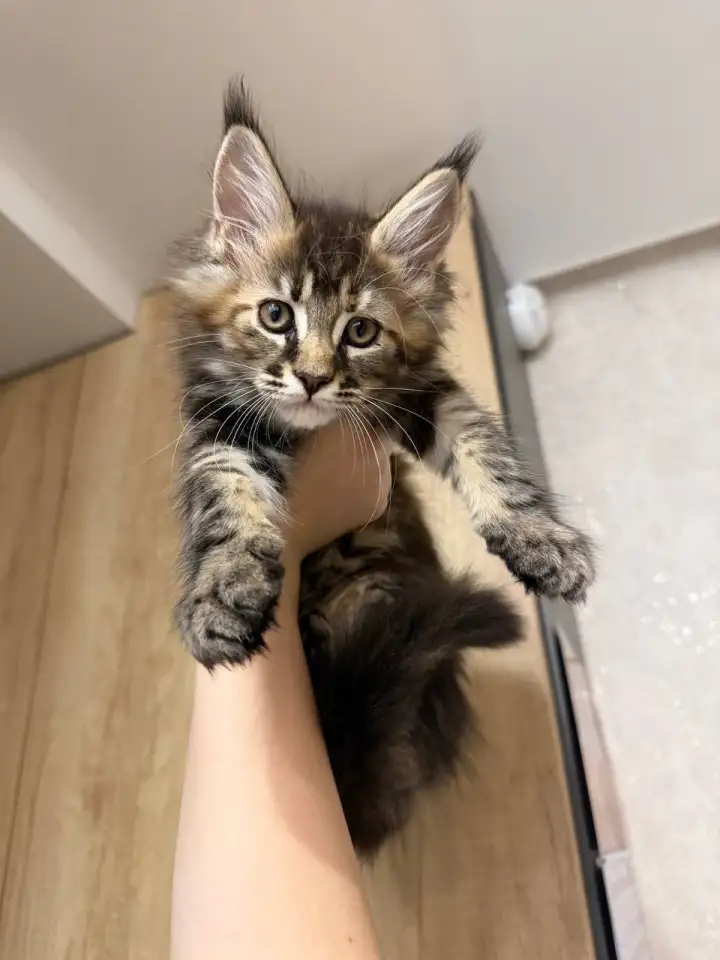 Котята породы Мейн-кун, фотография 7