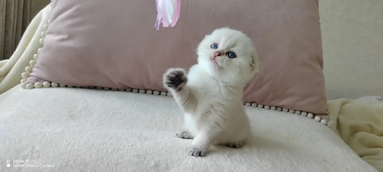 Шотландские котята, фотография 4