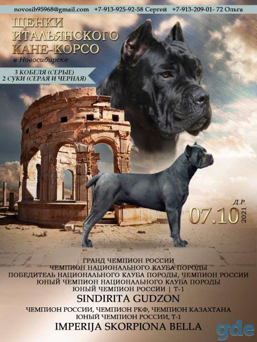 Щенки итальянского кане корсо, фотография 1