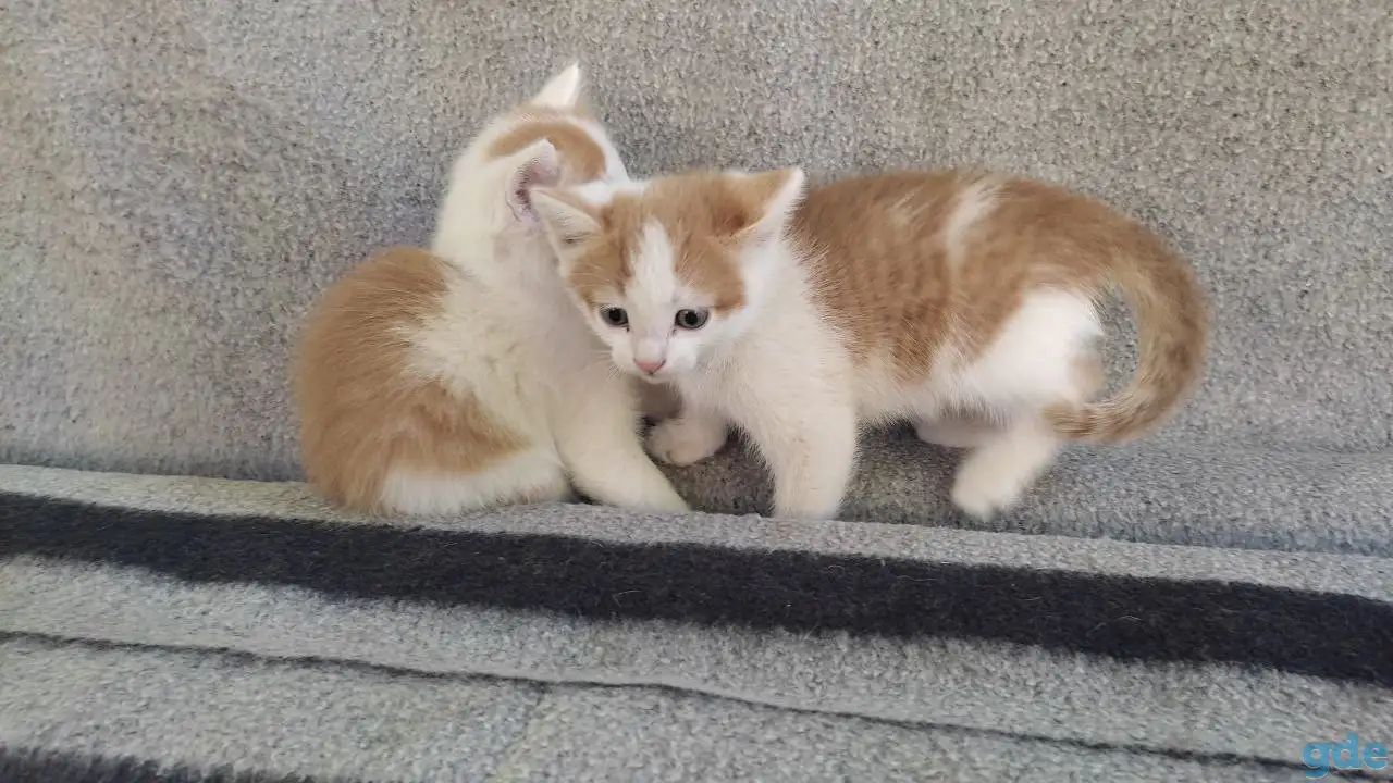 Котята, фотография 7