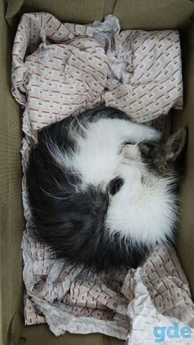 Котенок в дар, фотография 4