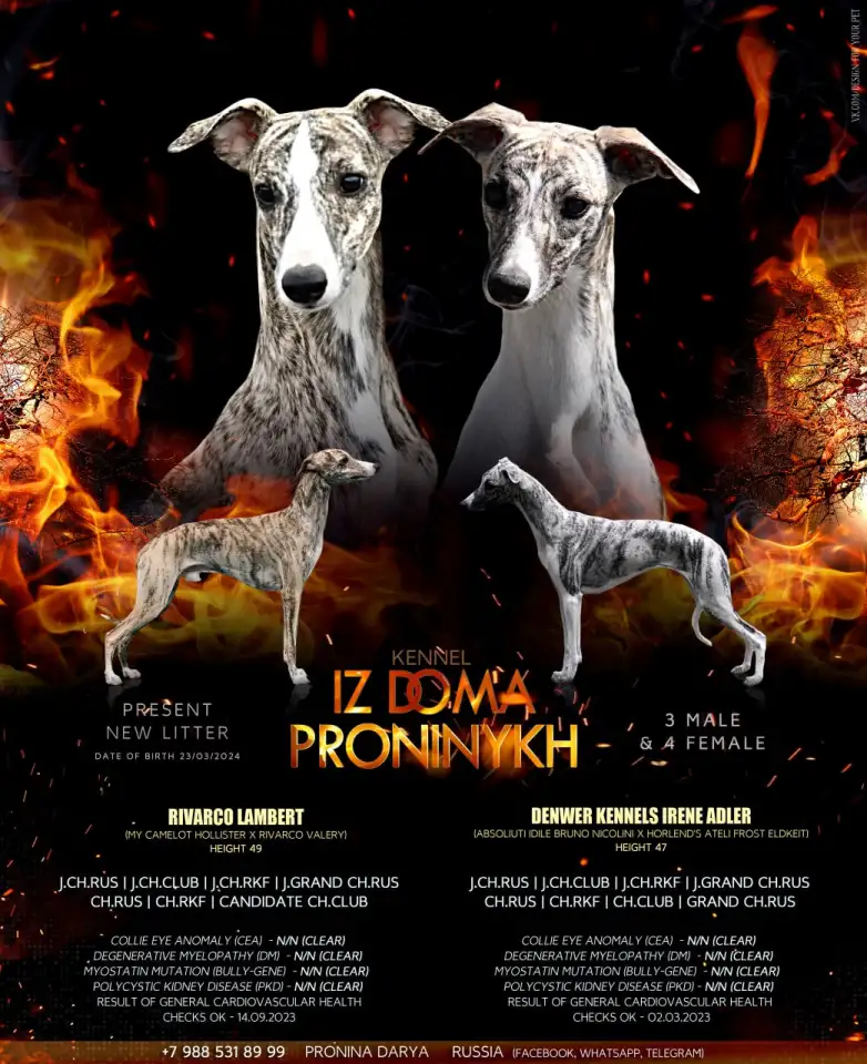 Уиппет РКФ- FCI, фотография 13
