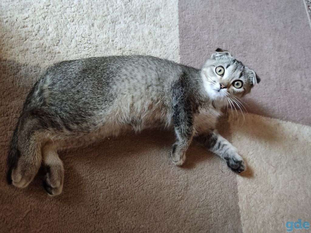 Шотландский вислоухий котенок, фотография 1