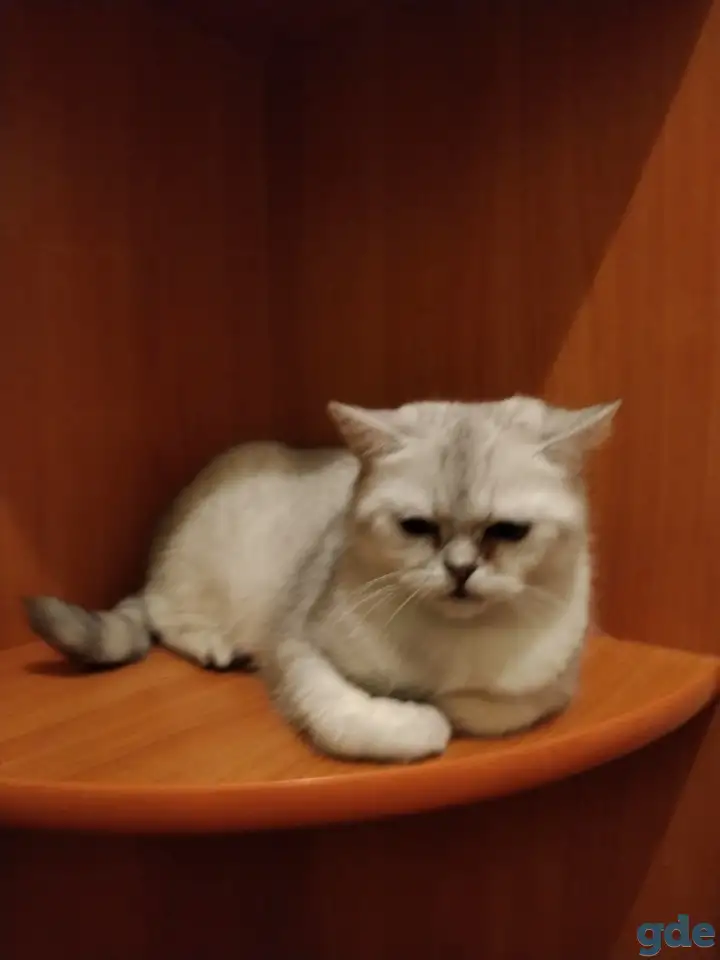 Ищем кота породы 