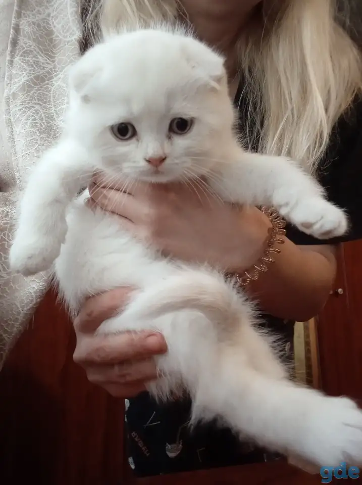 Шотландские котята, фотография 14