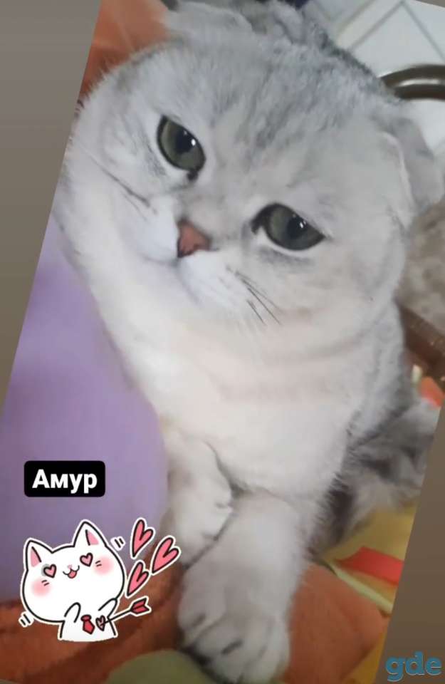 Шотландские котята, фотография 10