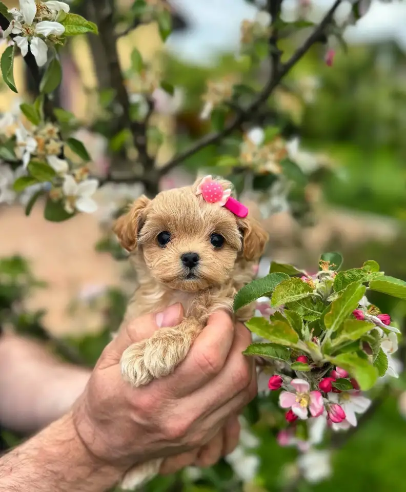 Мальтипу ф1 мини и микро элита разведения, фотография 6