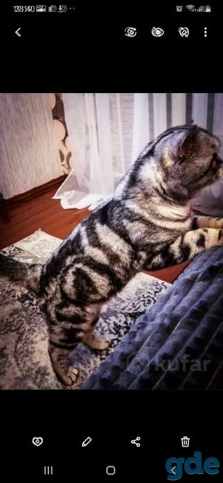 Шотландские котята, фотография 10