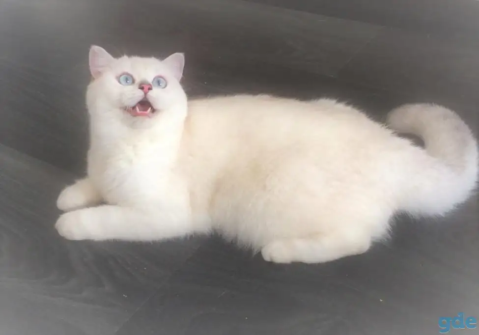 Британская серебристая шиншилла - КОТИК, фотография 3